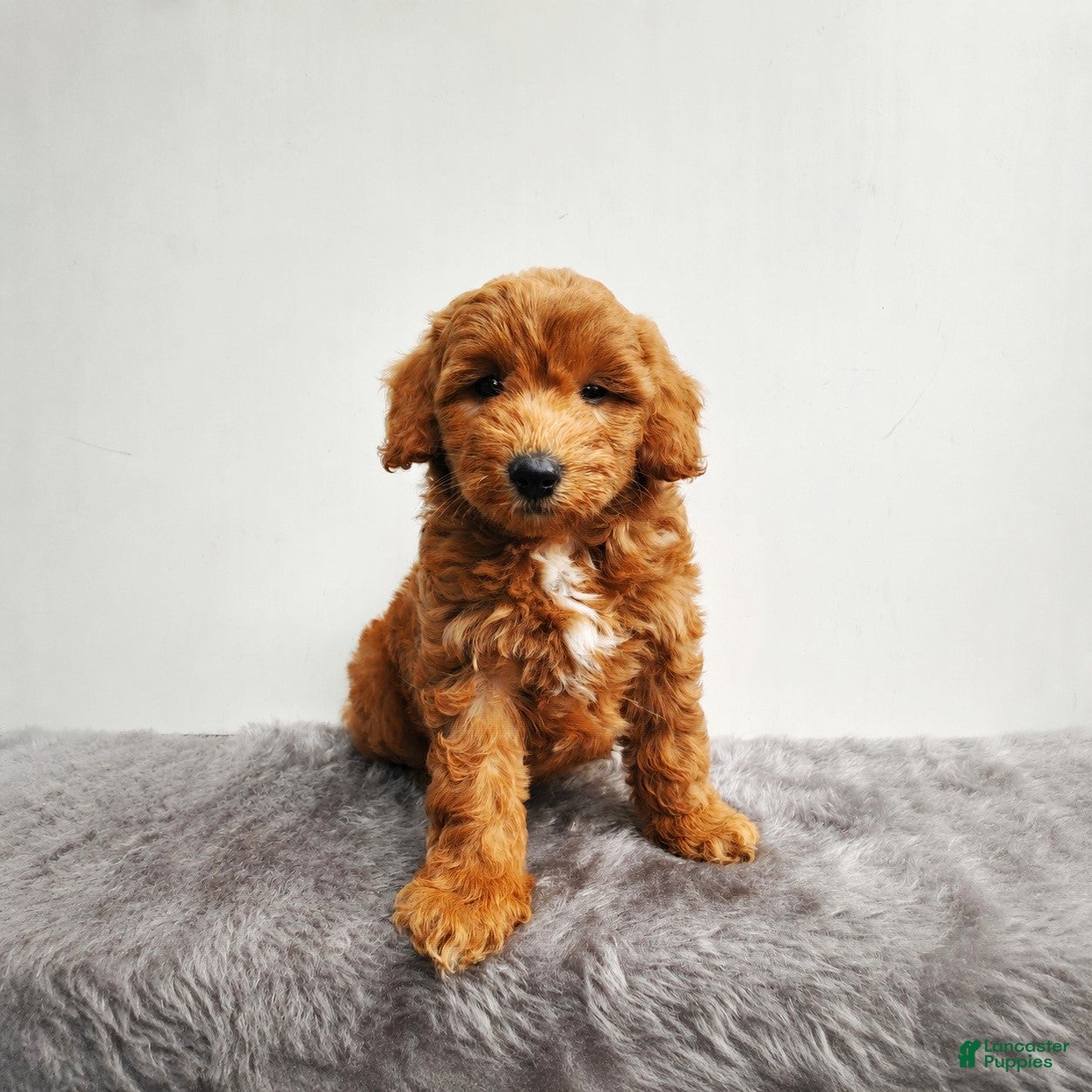 Mini Goldendoodle dogs for sale: Milo - Ad 4