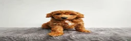 Mini Goldendoodle dogs for sale: Milo - Ad 1