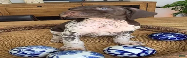 German Shorthaired Pointer 5