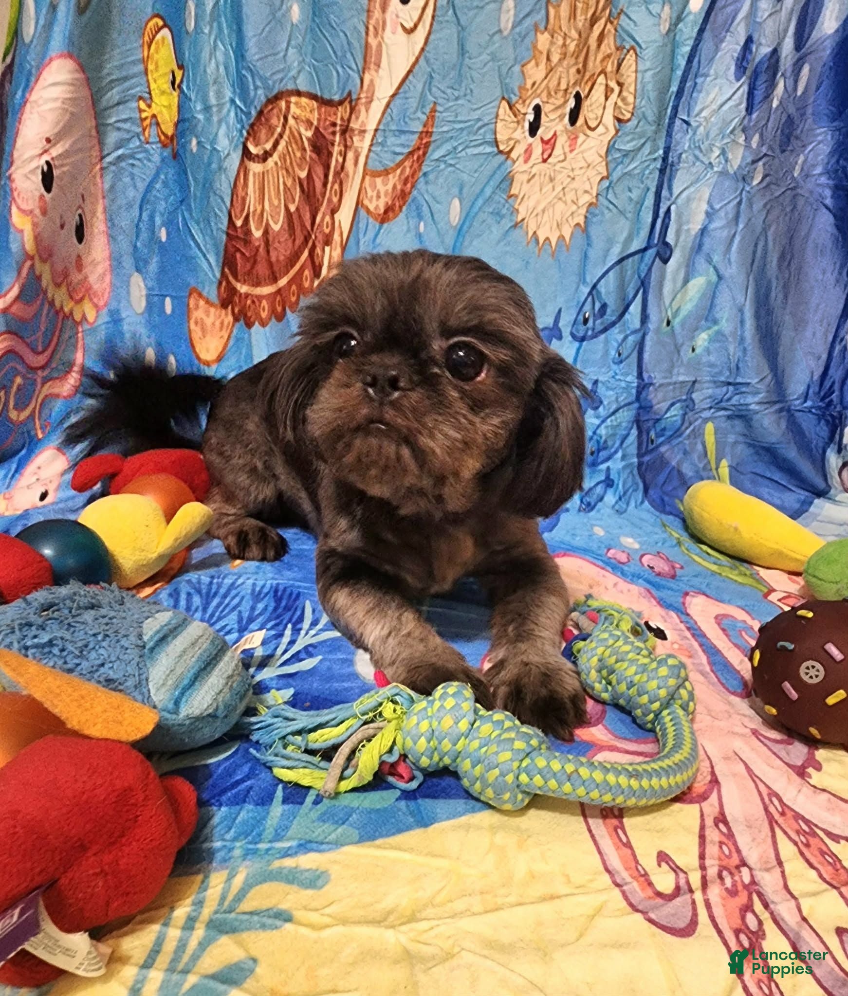 Shih Tzu dogs Shih Tzu 2 - Ad 34