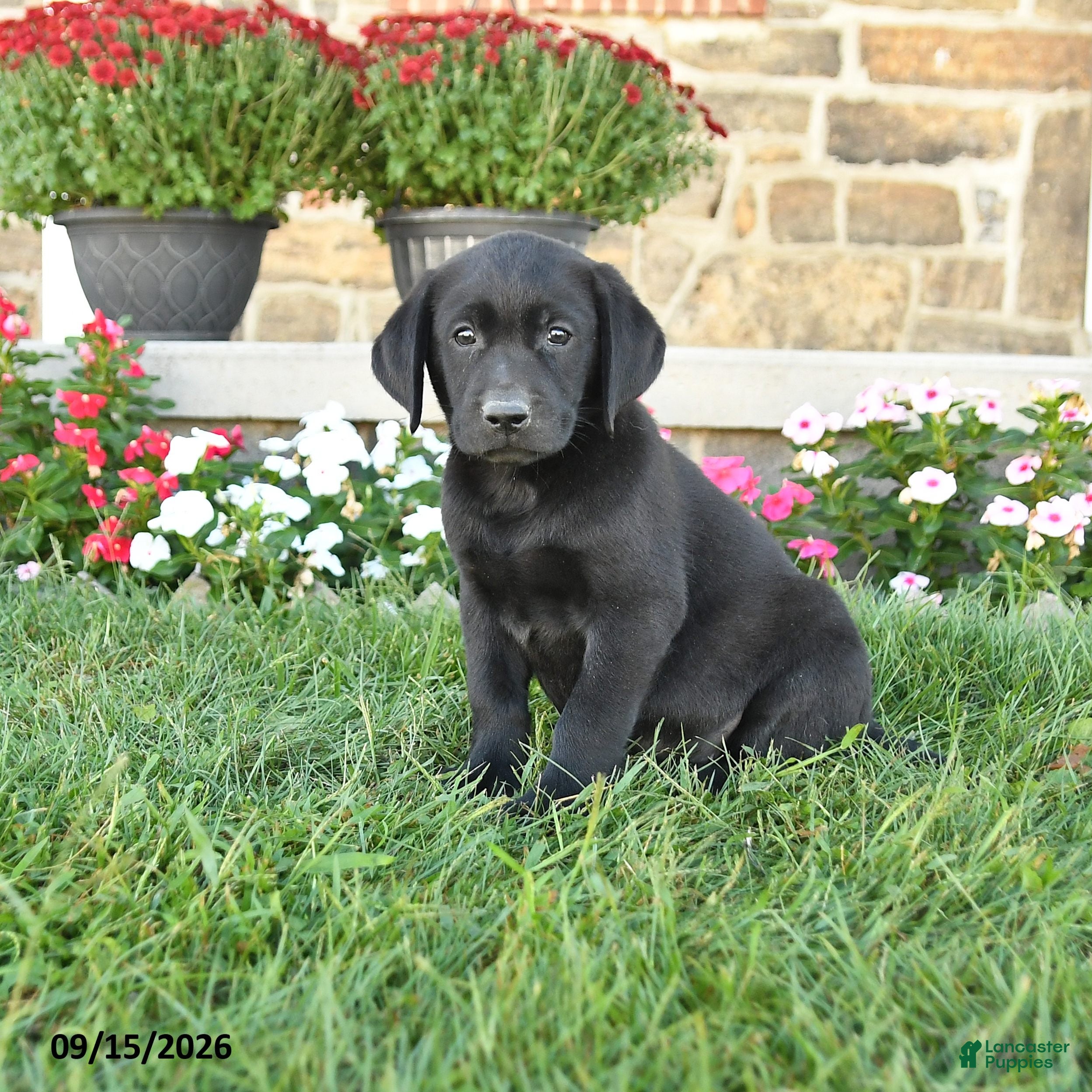 Labrador Retriever dogs Gino - Ad 1
