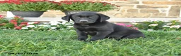 Labrador Retriever dogs for sale: Gino - Ad 1
