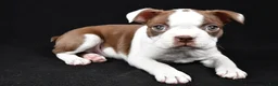 Boston Terrier dogs for sale: Harvey - Ad 4