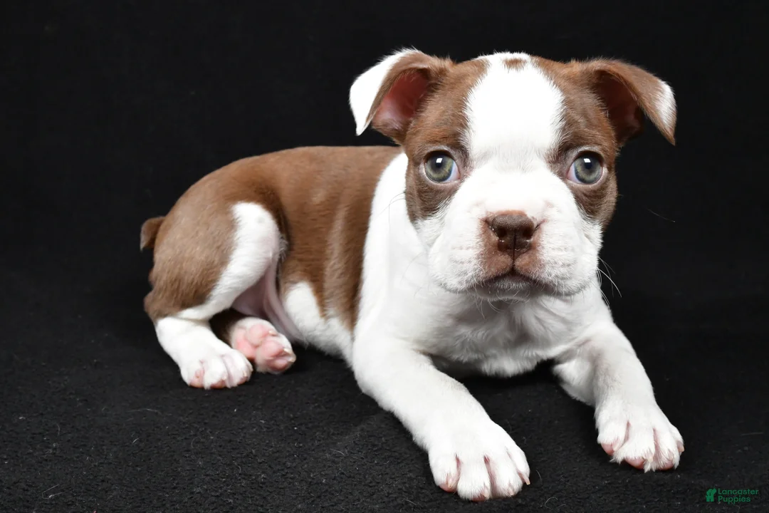 Boston Terrier dogs for sale: Harvey - Ad 4