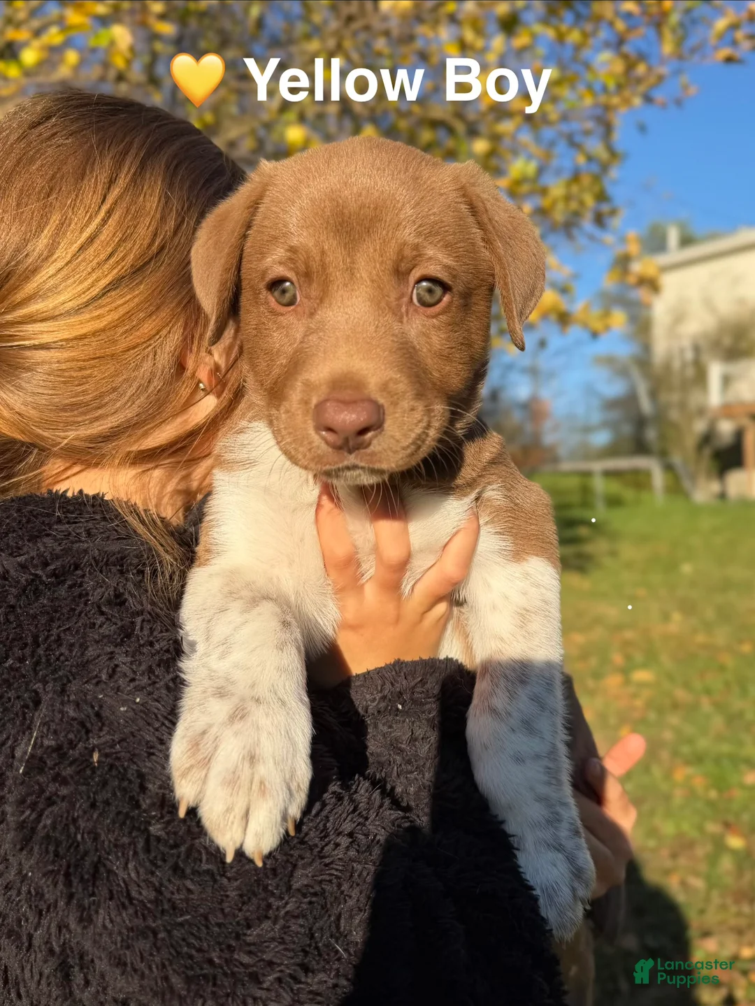 Mixed Breed dogs for sale: Yellow - Ad 1
