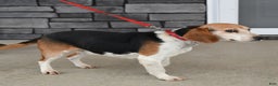 Beagle dogs for sale: Hugo - Ad 10