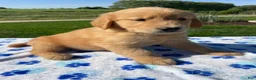 Golden Retriever dogs for sale: Max - Ad 3