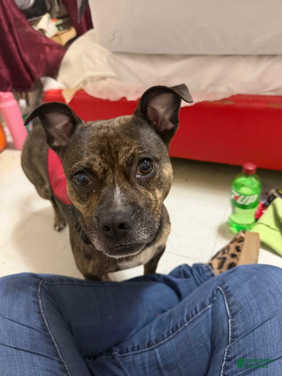 American Bully dogs for sale: American Bully 1 - Ad 1