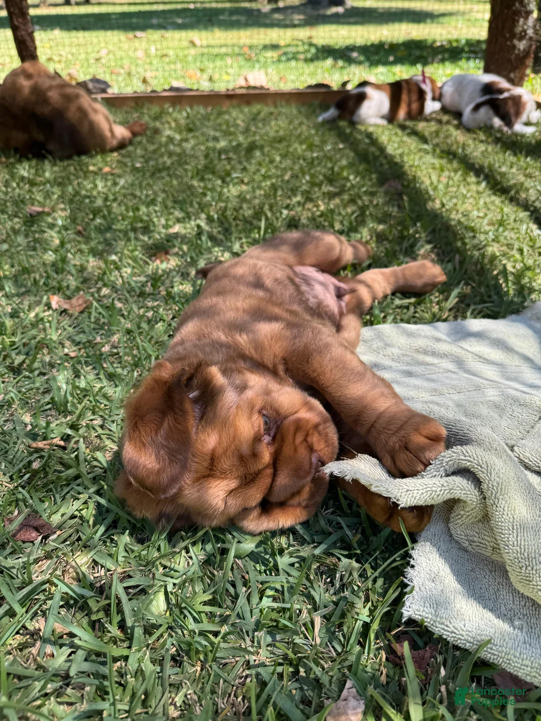 Mini Hippo dogs for sale: Mini Hippo Puppy - Alfie - Ad 3