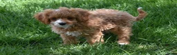 Cavapoo dogs for sale: Sophie  - Ad 5