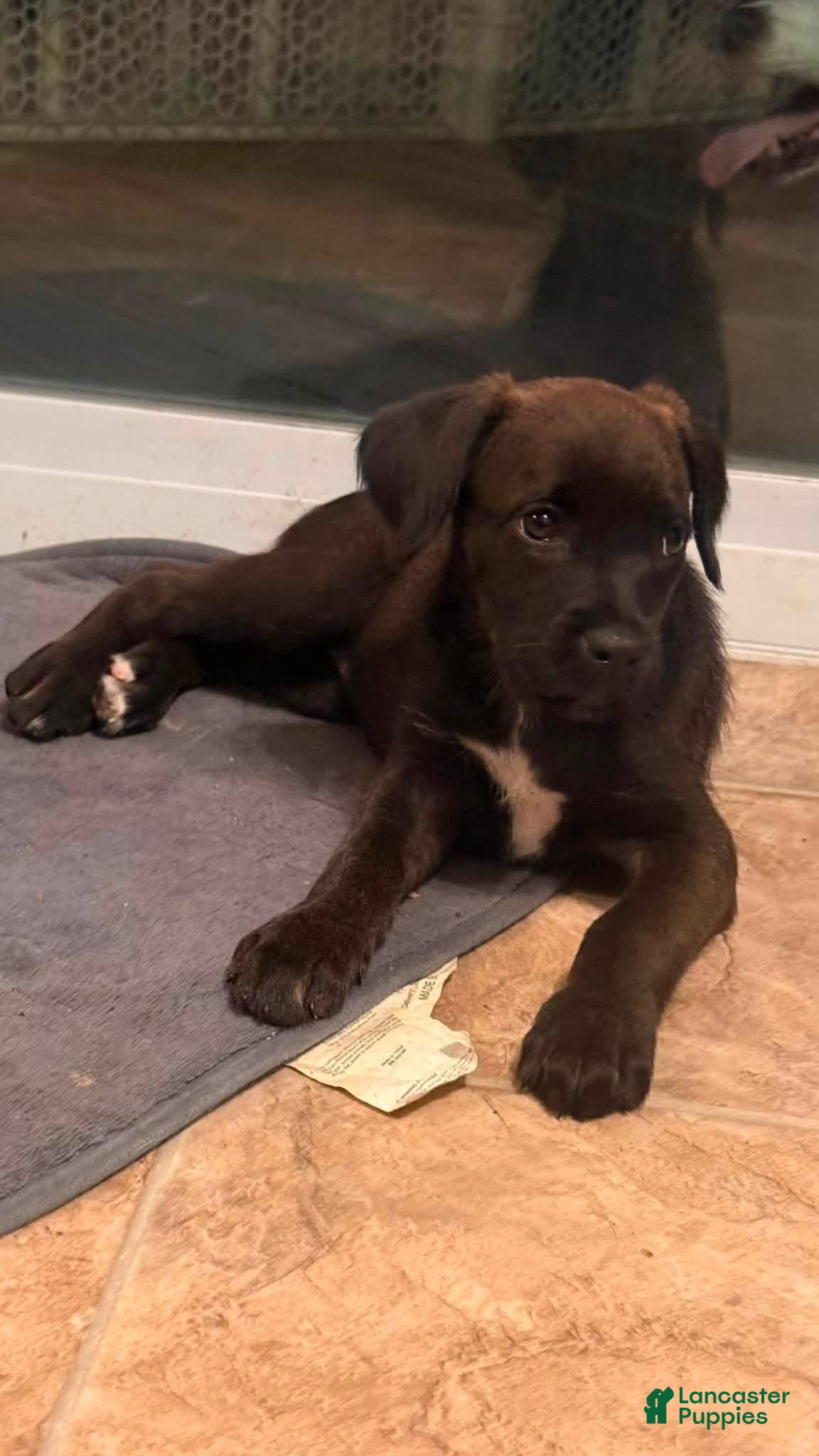 Mixed Breed dogs Lucy - Ad 28