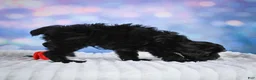 Miniature Poodle dogs for sale:  Paul - Ad 3