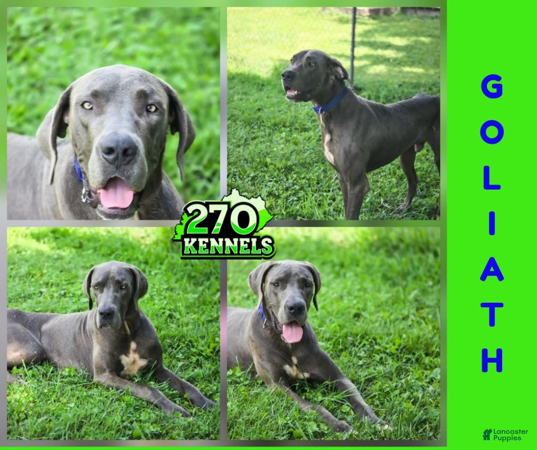 Great Dane dogs for sale: Bandit - Ad 15