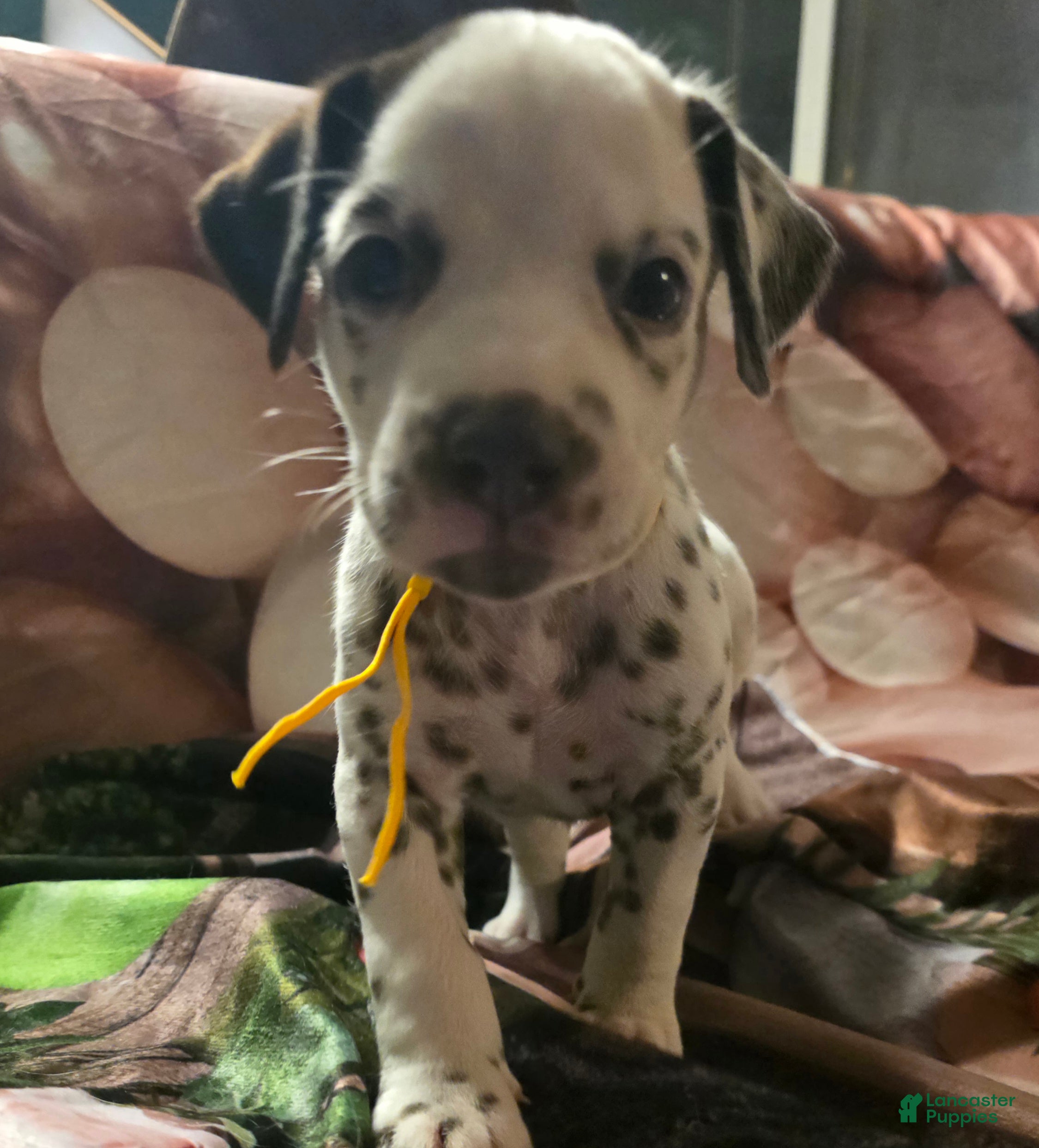 Dalmatian dogs Mocha - Ad 11