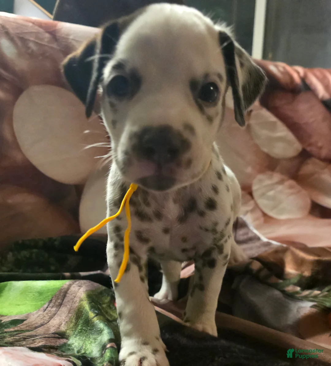 Dalmatian dogs for sale: Mocha - Ad 1