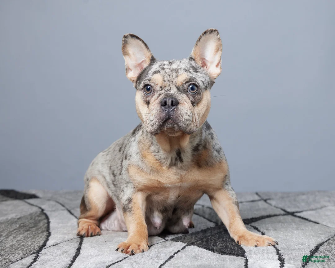 French Bulldog dogs for sale: Ina - Ad 8