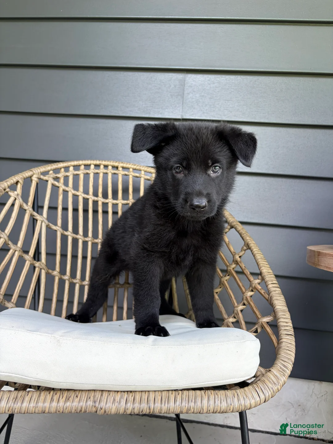 German Shepherd dogs for sale: Dolly - Ad 2