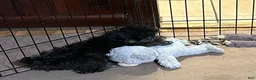 Shihpoo dogs for sale: Shihpoo 2 - Ad 5