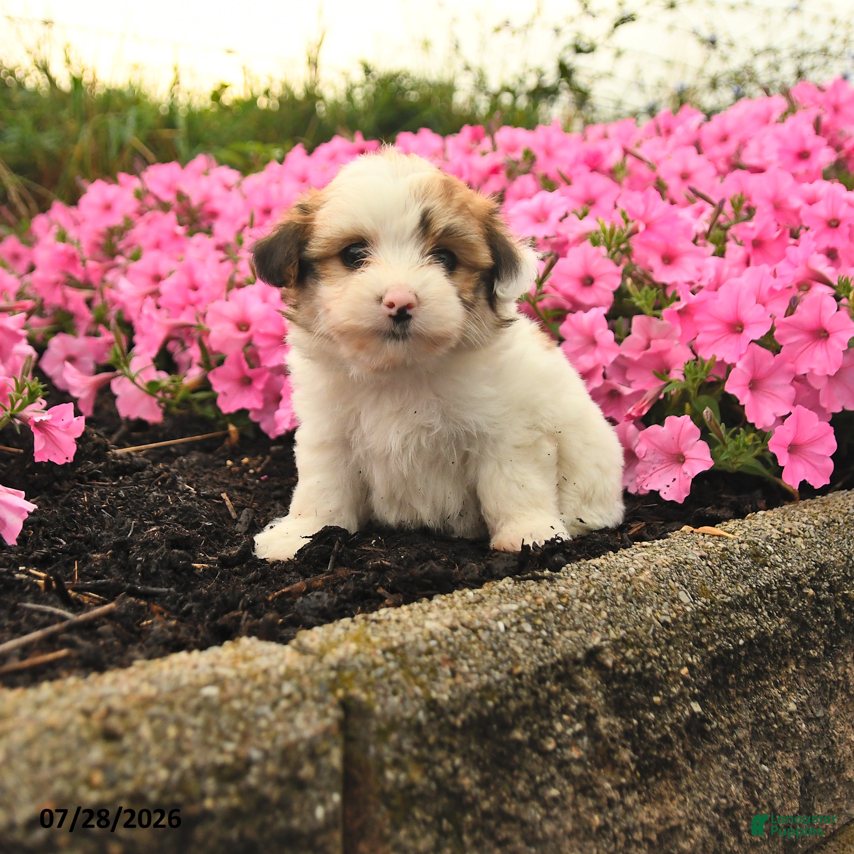 Mixed Breed dogs Gail - Ad 1