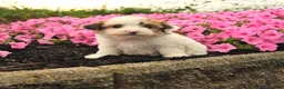 Mixed Breed dogs for sale: Gail - Ad 1