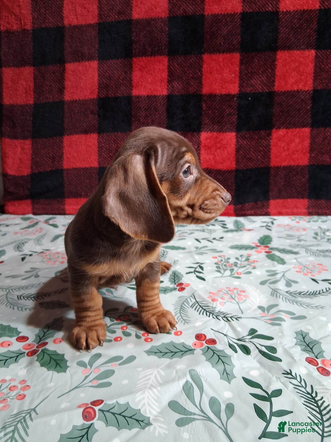 Miniature Dachshund dogs for sale: Kit Kat - Ad 3