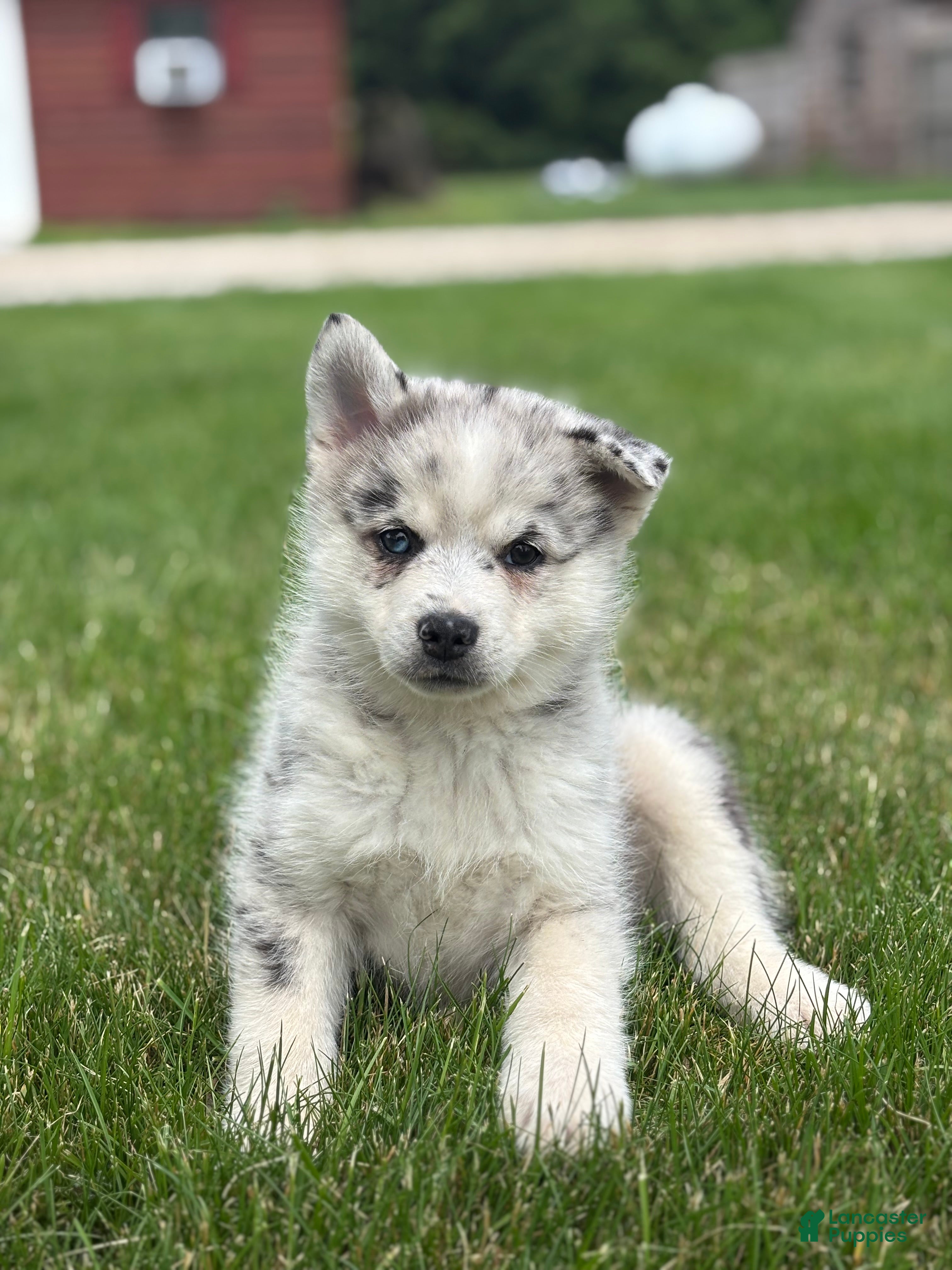 Pomsky dogs Sterling - Ad 1