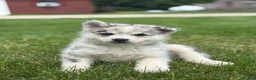 Pomsky dogs for sale: Sterling - Ad 1
