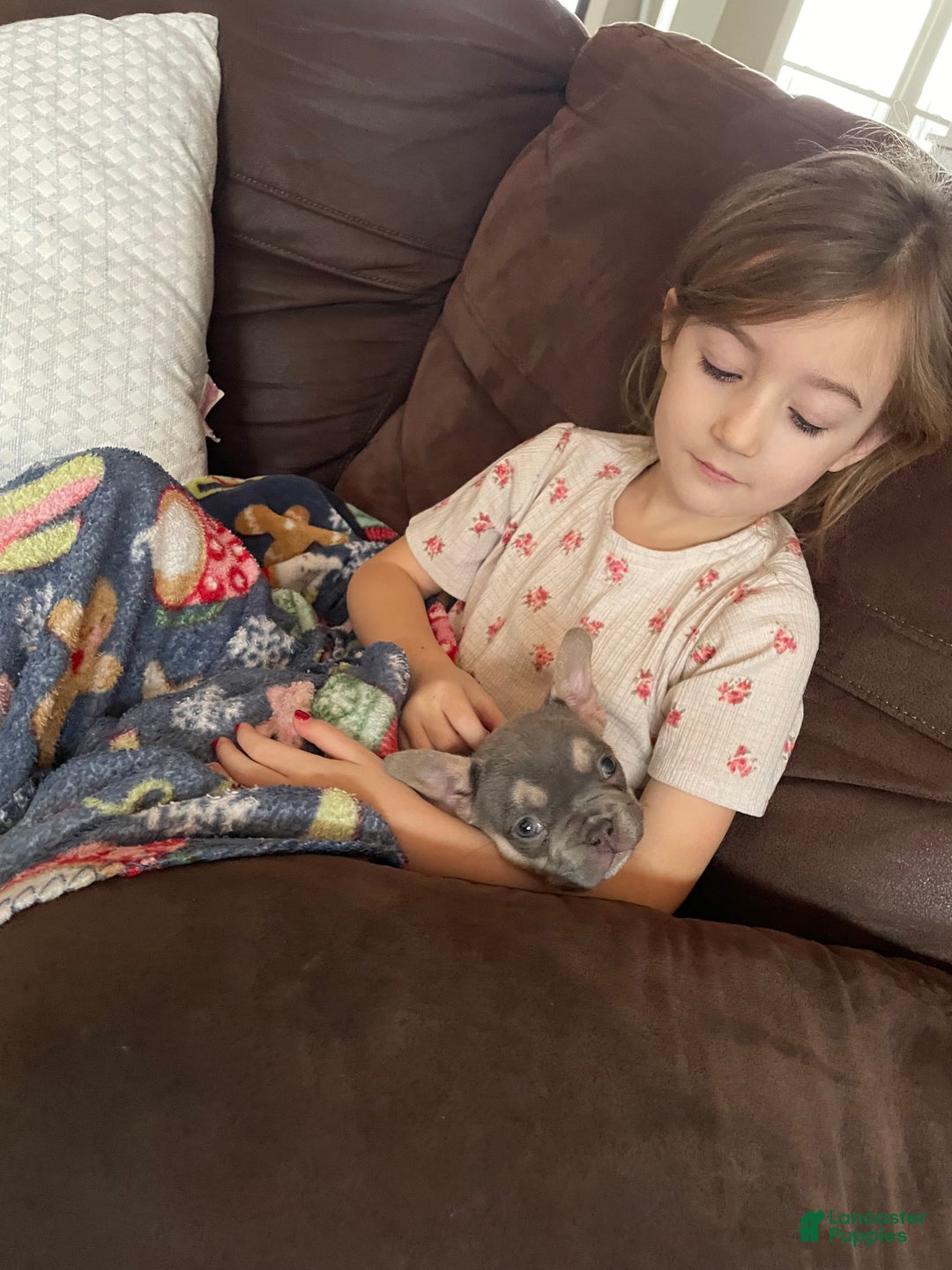 French Bulldog dogs for sale: French Bulldog Puppy 4 - Ad 12