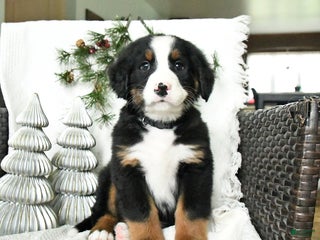 Bernedoodle dogs Dawson - Ad 34