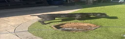 Cane Corso dogs for sale: Cane Corso 2 - Ad 5