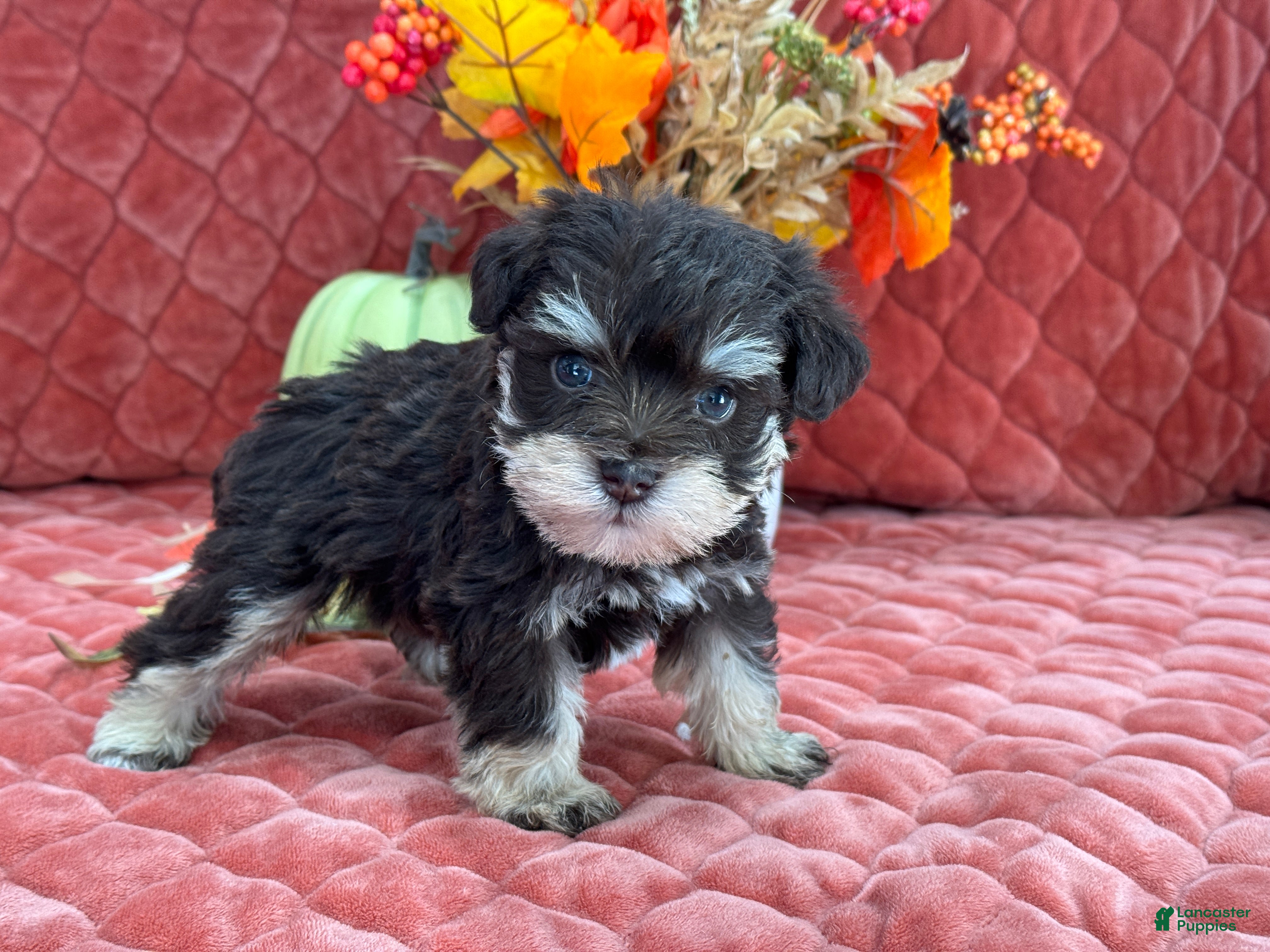 Miniature Schnauzer dogs Miracle Male 1 Liver and Tan Mega Coat AKC - Ad 5