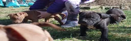 American Bully dogs for sale: Carter Starocci - Ad 6