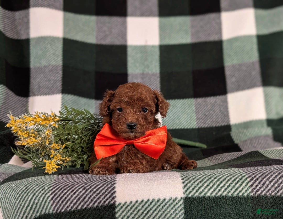 Toy Poodle dogs for sale: Cruz - Ad 7