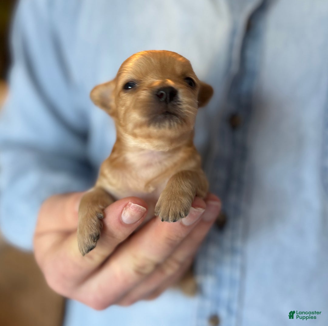 Chihuahua dogs for sale: Red gold  - Ad 4