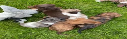 Miniature Dachshund dogs for sale: Moose - Ad 16