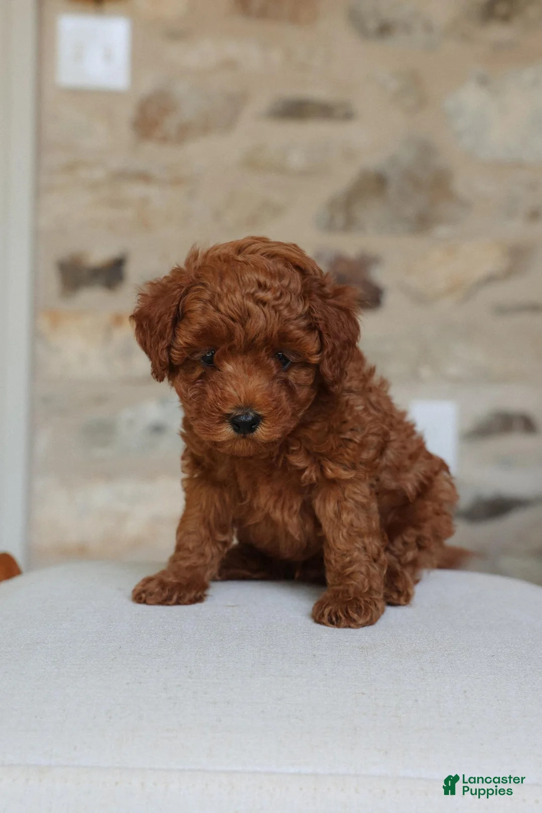 Toy Poodle dogs for sale: Pluto - Ad 1
