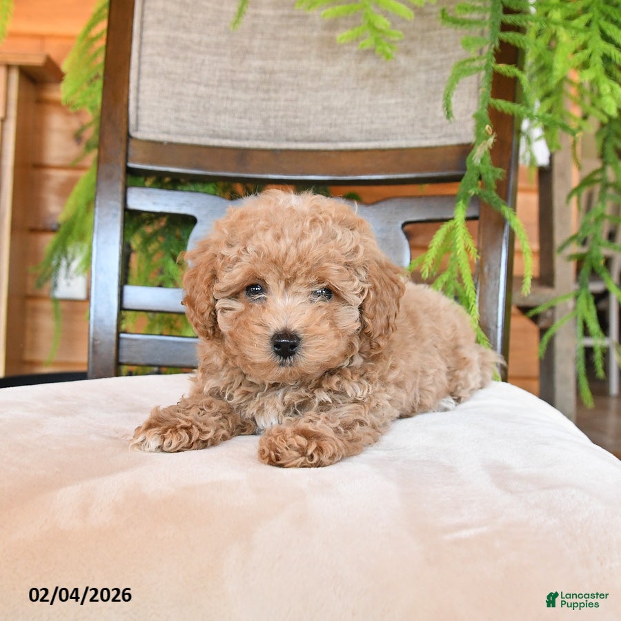 Maltipoo dogs Jentle - Ad 2