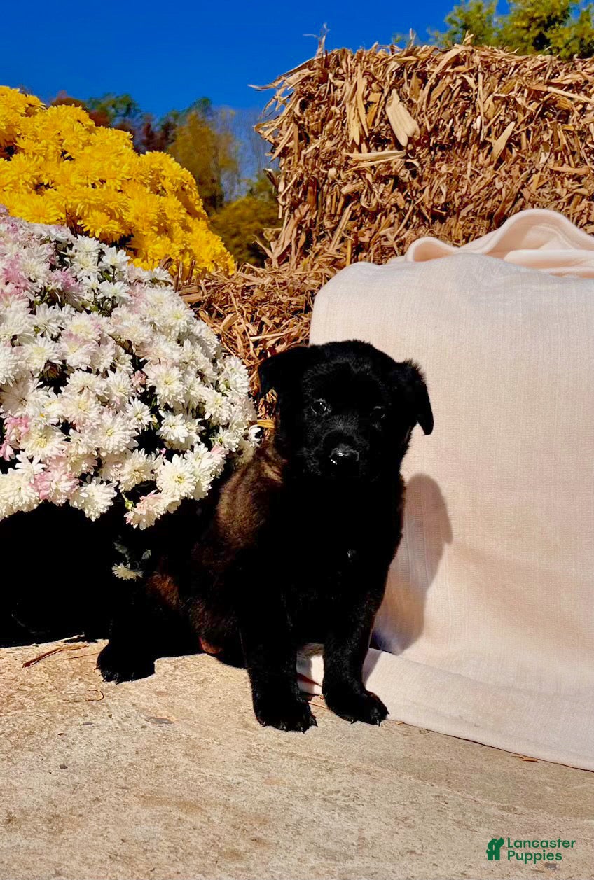 Belgian Malinois dogs for sale: Britta❤️ mom and dad are there to meet and greet - Ad 1