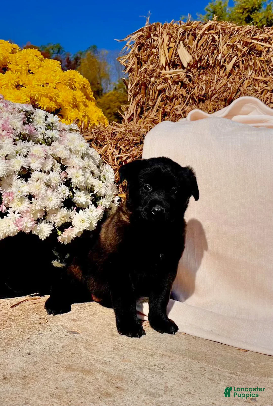 Belgian Malinois dogs for sale: Britta❤️ mom and dad are there to meet and greet - Ad 1