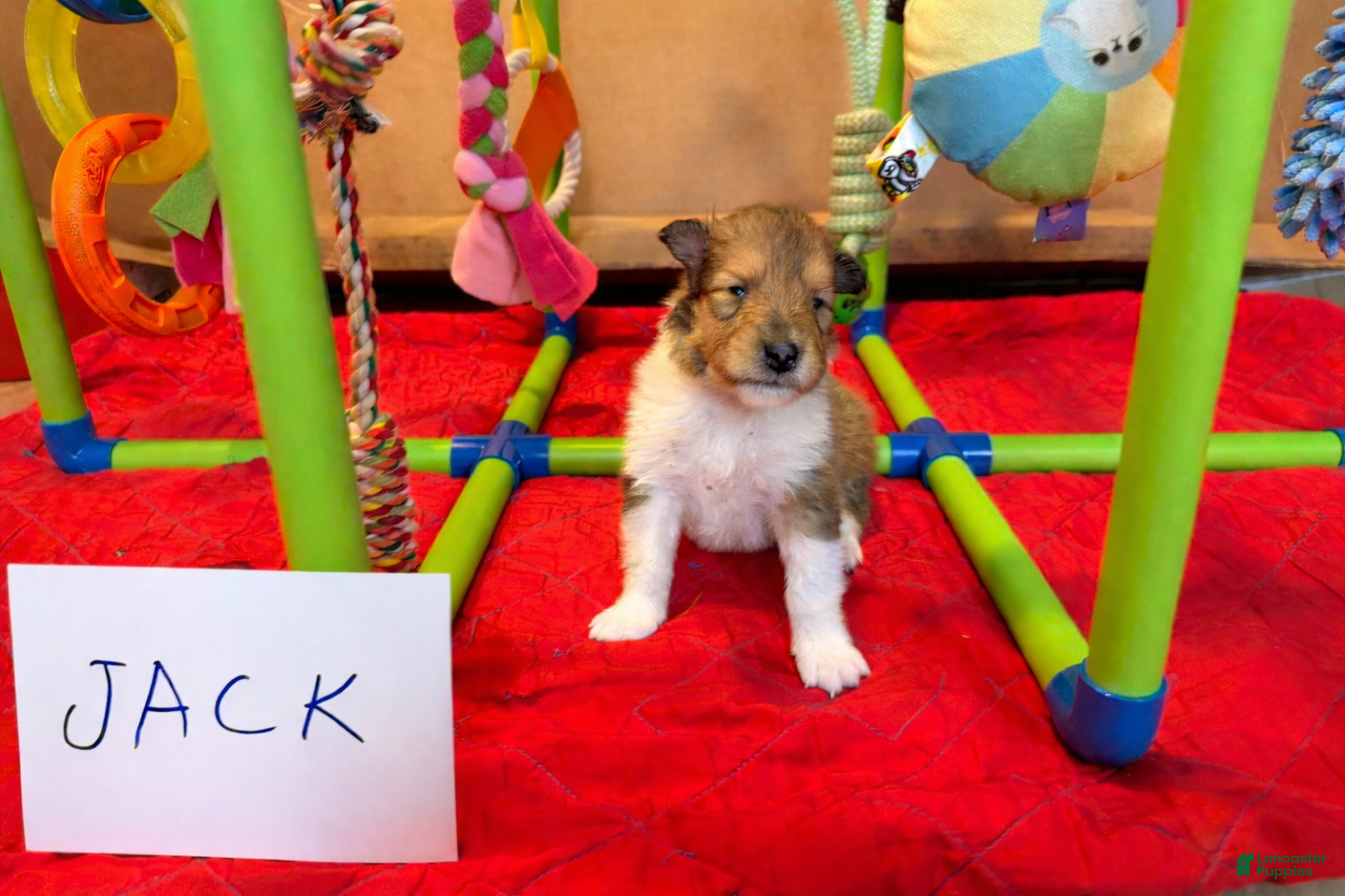 Collie dogs Jack - Ad 4