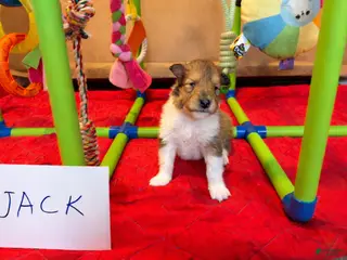 Collie dogs Jack - Ad 4