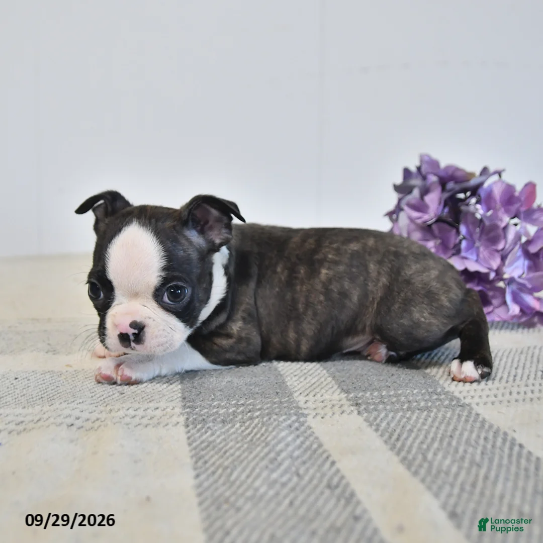 Boston Terrier dogs for sale: Henric - Ad 3