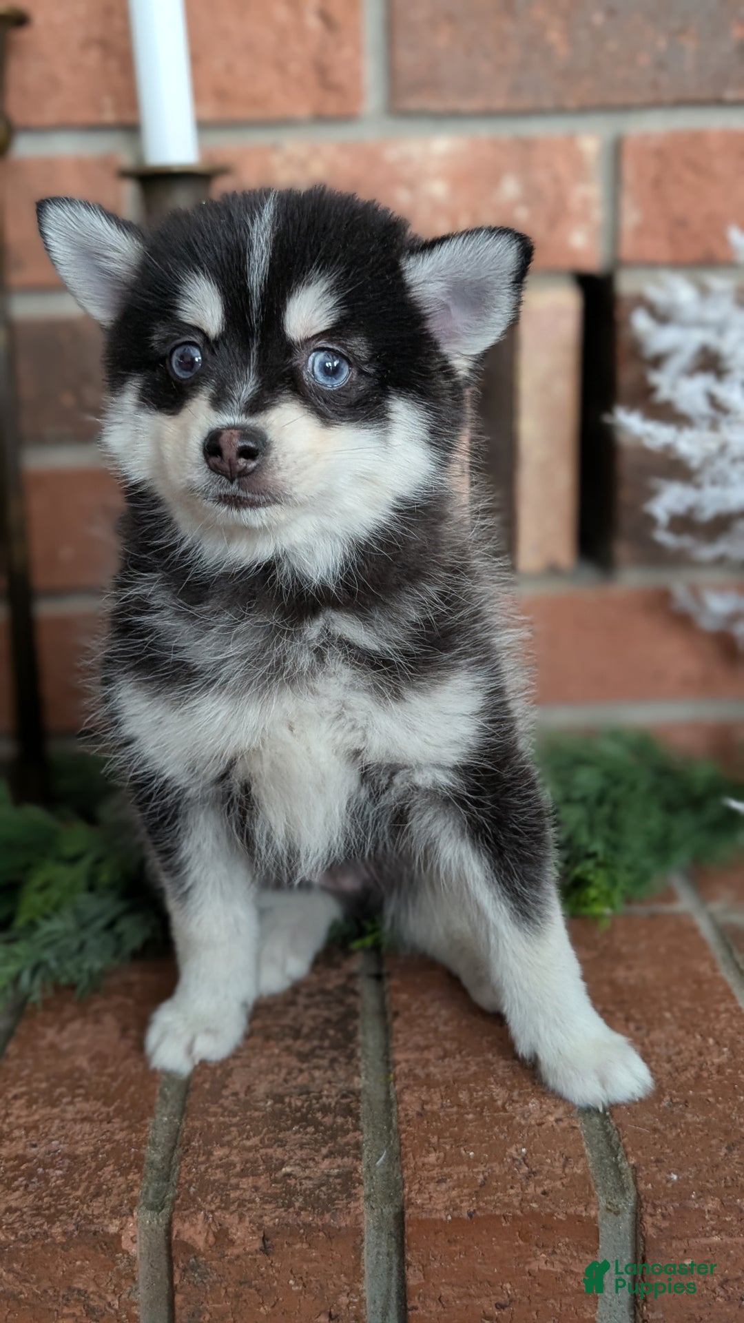 Pomsky dogs for sale: Jack - Ad 3