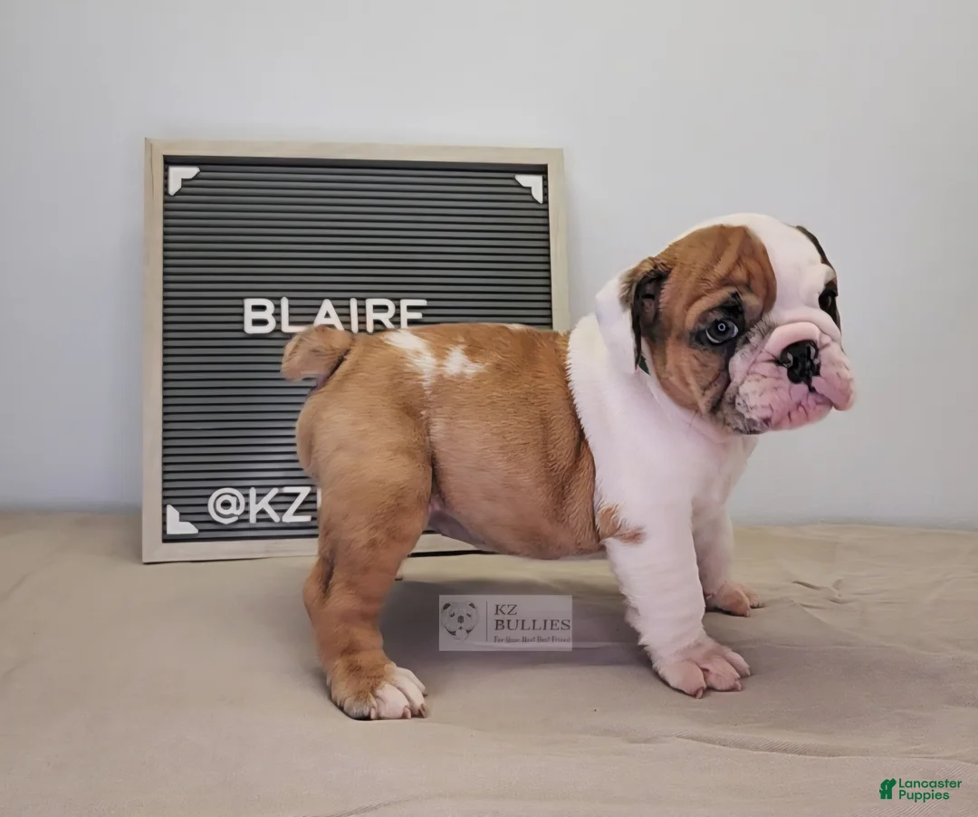 English Bulldog dogs for sale: Blaire - Ad 2