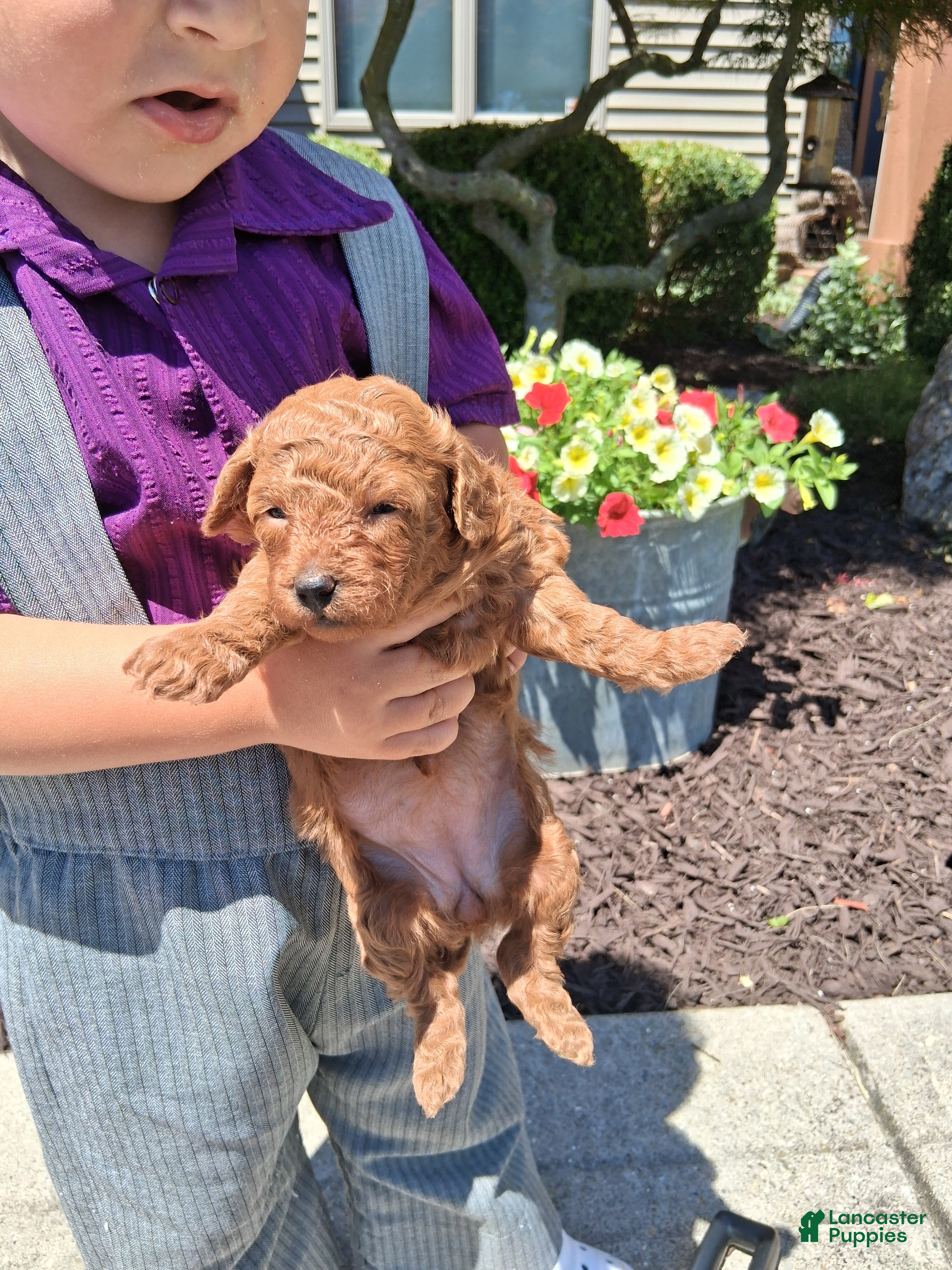 Toy Poodle dogs Tiny Toy Maria - Ad 2