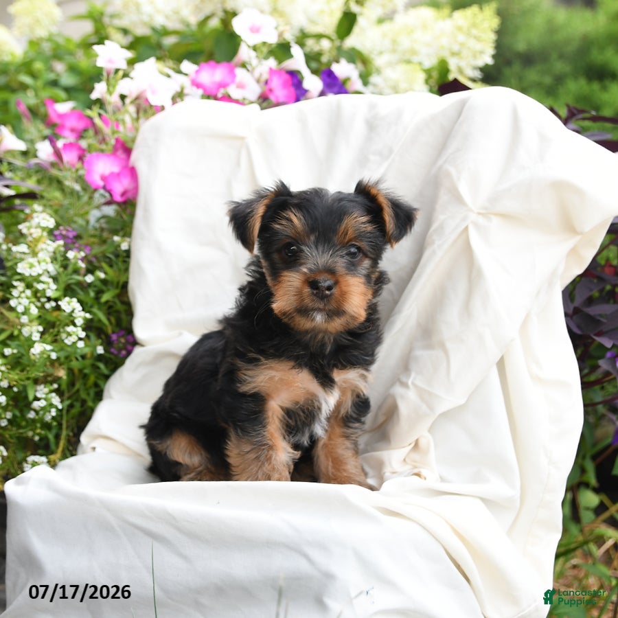 Yorkshire Terrier dogs Maisie - Ad 1