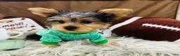Yorkshire Terrier dogs for sale: Snickers - Ad 9