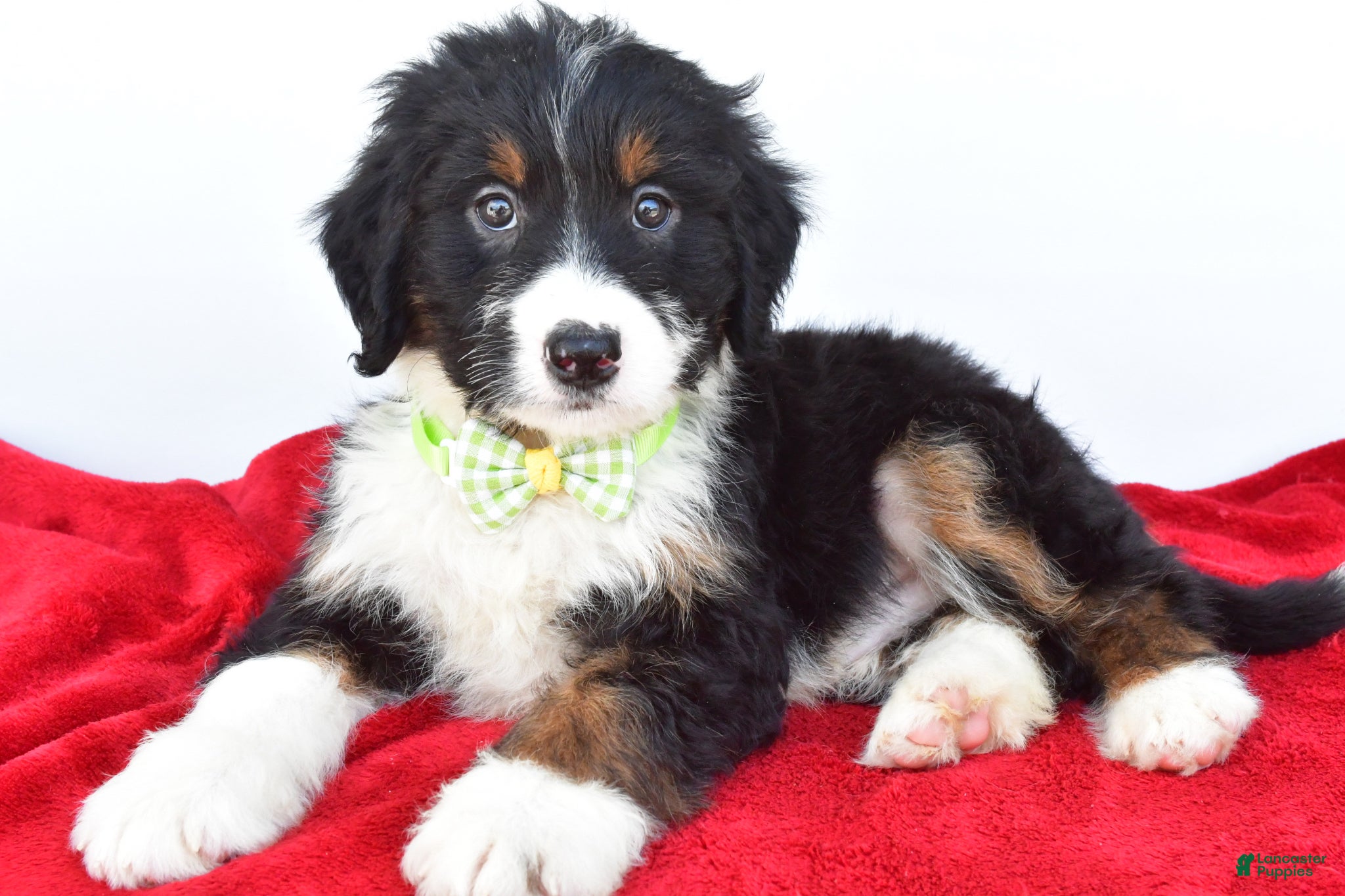 Mini Bernedoodle dogs Leo - Ad 2