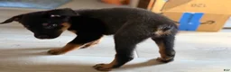 Mixed Breed dogs for sale: Boy 1 (no tail) Karma - Ad 4