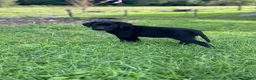 Labrador Retriever dogs for sale: Labrador Retriever 1 - Ad 4